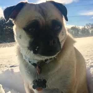 Meet your Posher, Mia